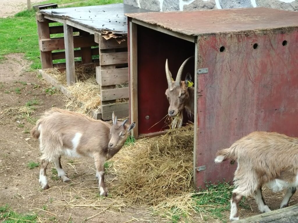 3 getter som tittar fram nyfiket från sitt bo.