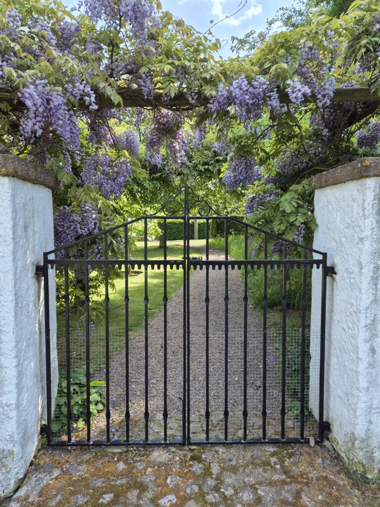 Fantastisk grind med blått gullregns blommor.