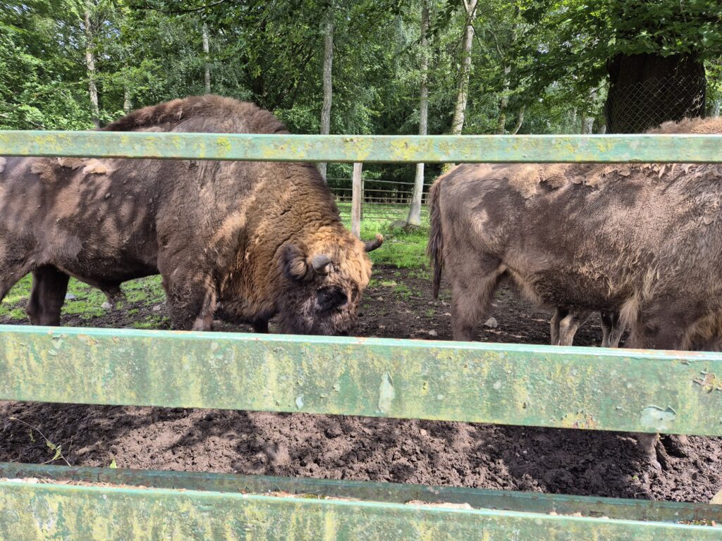 Två bruna bisonoxar som är innanför ett stort inhägn.