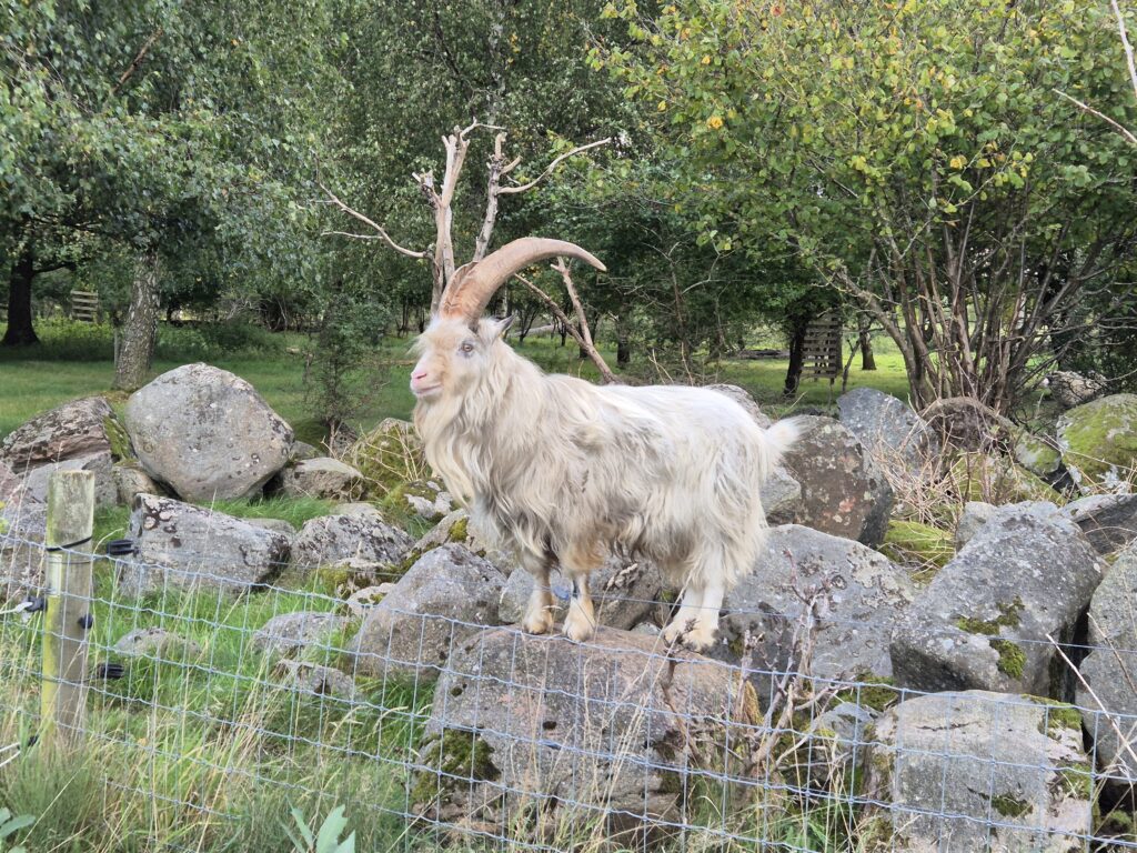 En stor och ståtlig bock.