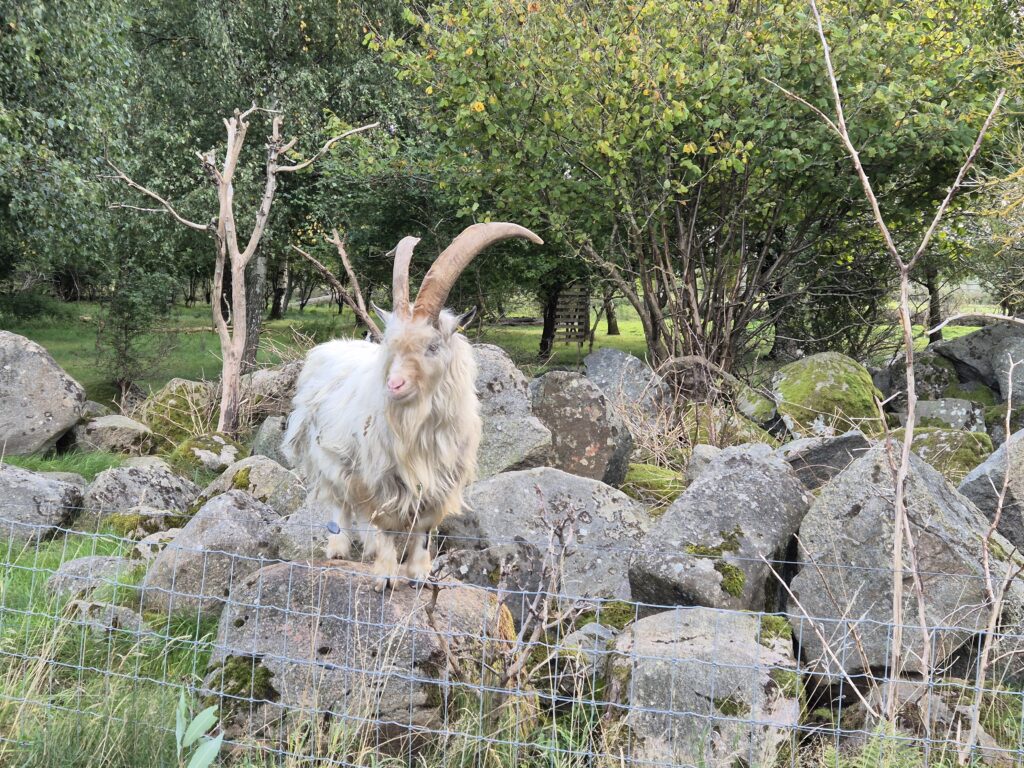 Ståtlig och vit bock med stora horn.