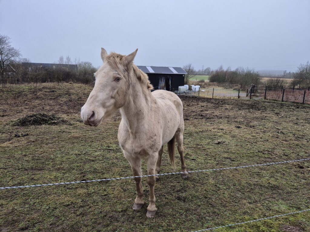 Nyfiken häst (trött på åsnan)