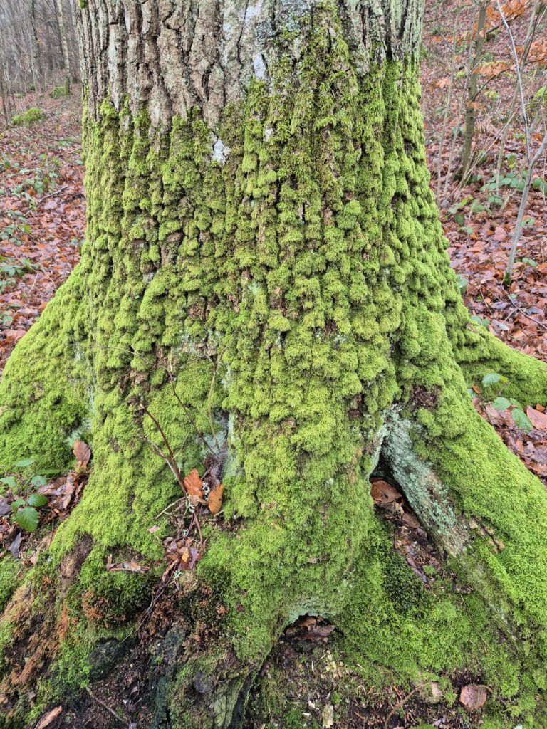 Mossbeklädda träd (fin luft i området)