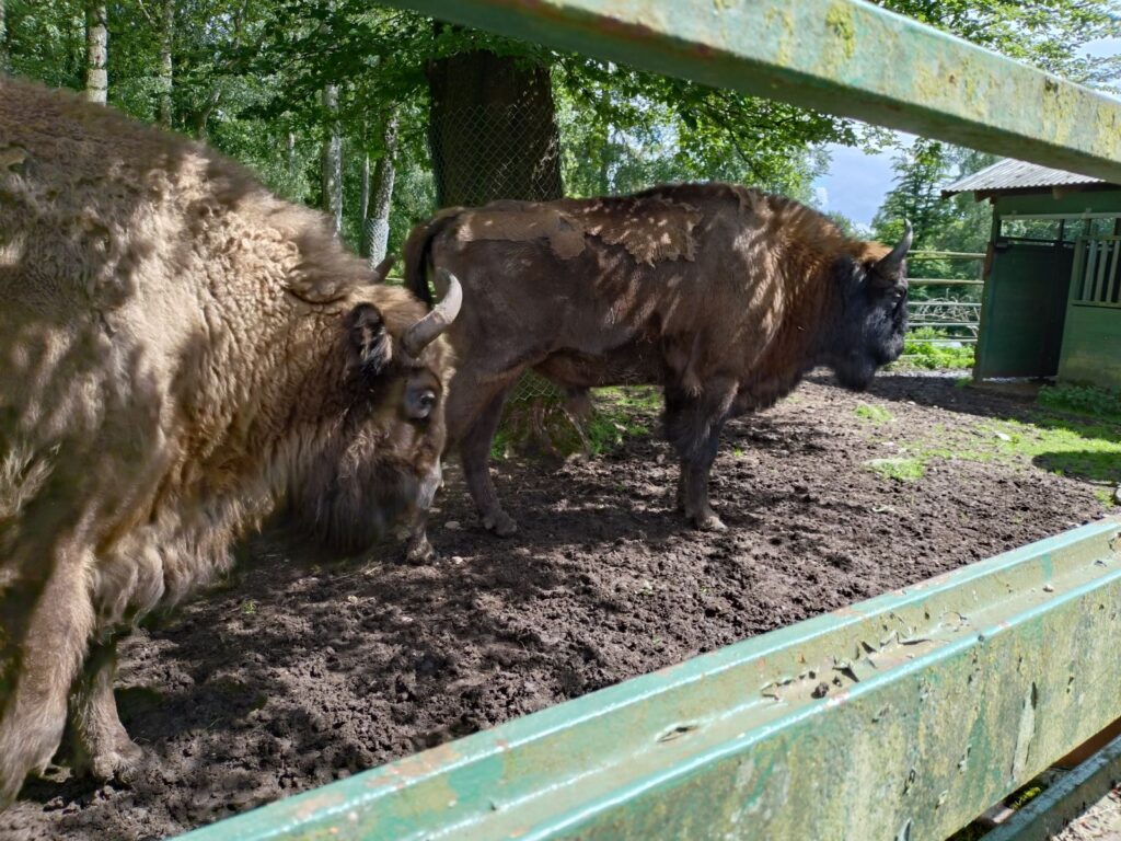 Två stora bisonoxar.